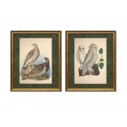Серия постеров в раме "Старинные рисунки птиц"