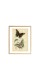 Серія постерів "Старовинні малюнки метеликів"