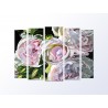 Модульная фотокартина "Розы. Дэвид Остин"