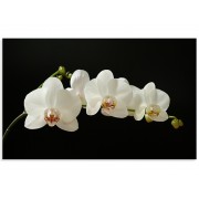 Фотокартина "Орхидея"