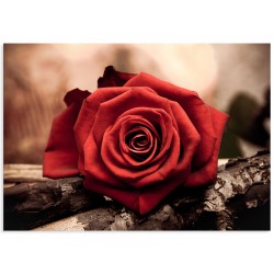 Фотокартина "Троянда"
