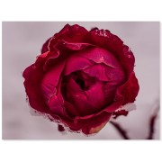 Фотокартина "Красная роза"