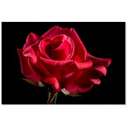 Фотокартина "Красная роза"