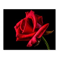 Фотокартина "Червона троянда"