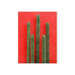 Фотокартина "Cactus"
