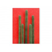 Фотокартина "Cactus"