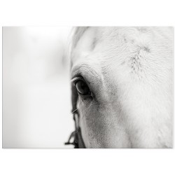 Фотокартина "Horse"