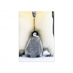 Фотокартина "Імператорський пінгвін"