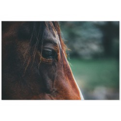 Фотокартина "Кінь"