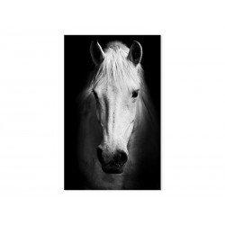Фотокартина "Белая лошадь"