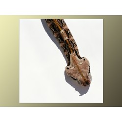Фотокартина "Snake"