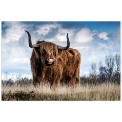 Фотокартина "Шотландский бык"