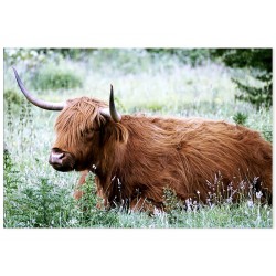 Фотокартина "Шотландський бик"