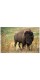 Фотокартина "Американский бизон"