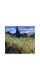 Фреска "Пшеничне поле з кипарисами. Вінсент Ван Гог"