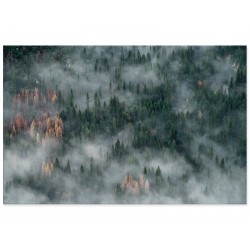 Фотокартина "Туманный лес"