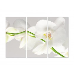 Модульная картина "Белая орхидея"