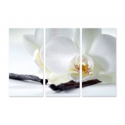 Модульна картина "Біла орхідея"