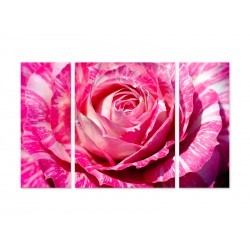 Модульная картина "Роза"