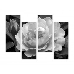 Модульна фотокартина "Троянда"