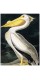 Фотошпалери "Американський білий пелікан. АУДУБОН, Джон Джеймс"