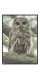 Постер в рамке "Owl"