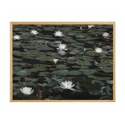 Постер в рамке "Water Lilies"