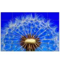 Панно "Dandelion"