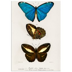 Постер "Butterfly. Botany"