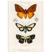 Постер "Butterfly. Botany"