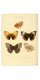Серия постеров "Старинные рисунки бабочек"