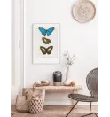 Постер в рамці "Butterflies" Постер в рамці "Butterflies"