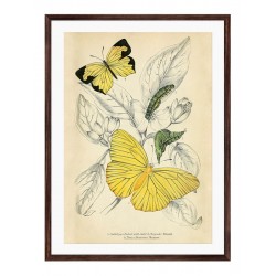 Постер в раме "Butterflies"
