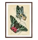 Постер в рамці "Butterflies" Постер в рамці "Butterflies"