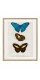 Серія постерів в рамках "Botany. Butterflies"