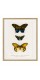 Серія постерів в рамках "Botany. Butterflies"