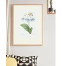 Постер в рамке "Flowers. Botany" Постер в рамке "Flowers. Botany"