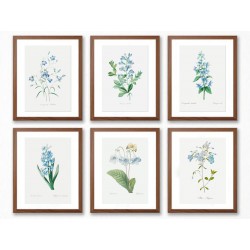 Серія постерів в рамках "Flowers. Botany"
