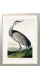 Серія постерів в рамках "Birds. John James Audubon"