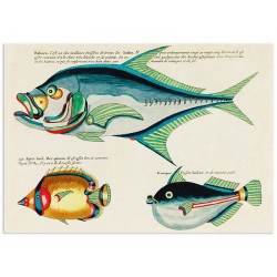 Постер "Fish. Botany"