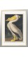 Постер "Американский белый пеликан. Джон Джеймс Одубон (1836)"