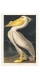 Постер "Американський білий пелікан. Джон Джеймс Одубон (1836)"