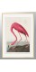 Постер "Американский фламинго. Джон Джеймс Одюбон (1838)"