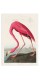Постер "Американский фламинго. Джон Джеймс Одюбон (1838)"