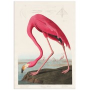 Постер "Американський фламінго. Джон Джеймс Одюбон (1838)"