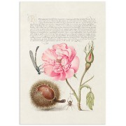 Постер "Flowers. Botany"