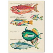 Постер "Fish. Botany"