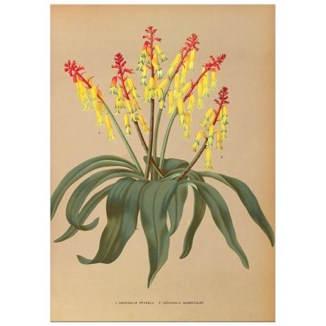 Постер "Lachenalia. Botany"
