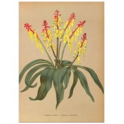 Постер "Lachenalia. Botany"