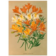 Постер "Alstroemeria. Botany"